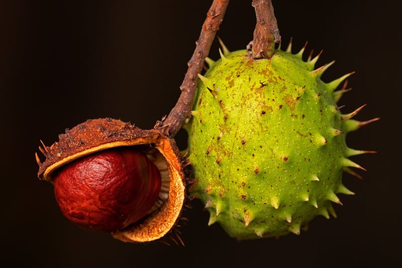 Dragon Fruit